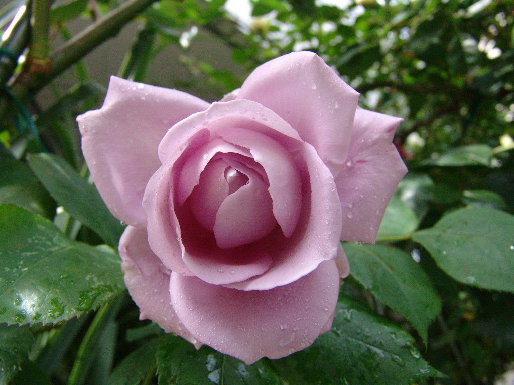 撮影:吉岡理夫(元朝日新聞社 記者)