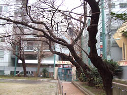 （3）校庭の老桜（もうすぐ咲きます）