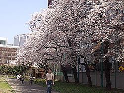 (2) 桜の下でお弁当