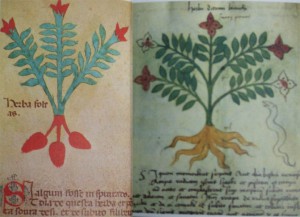 薬草―伝統的な知識と魔法能力が混同され、植物のことをよく知って いる村の女は魔女にされがちだった