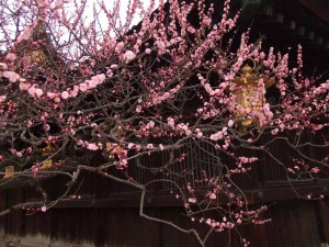 北野天宮での梅林