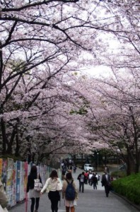 関西大学も桜トンネル