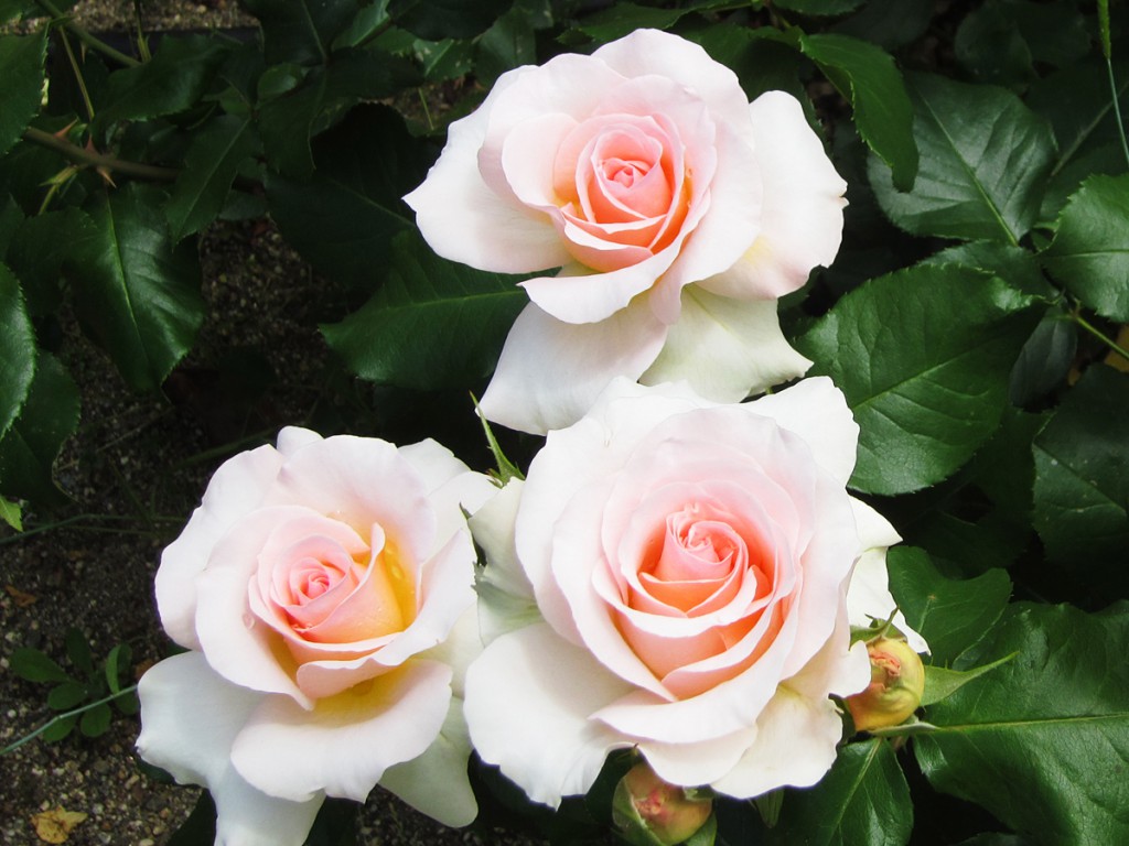 ヨハン シュトラウス