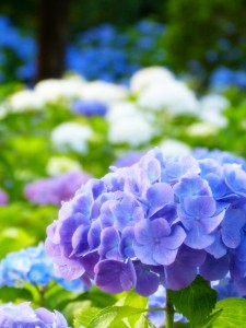 4362c51dc74cfafa71cc43673edbe1d3_l