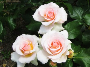 ヨハン シュトラウス